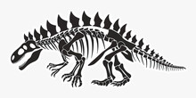 Stegosaurus Skeleton Illustration