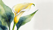 Watercolour of a calla on pure white background canvas, copyspace on a side