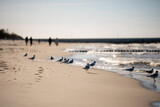Fototapeta  - seagulls on the beach