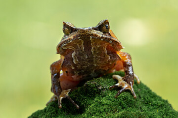 Megophrys montana (Asian Horned Frog) is a species of frog found in Java and Sumatra, Indonesia.