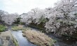高瀬橋付近の桜と恩田川1