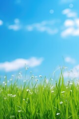 Canvas Print - A beautiful field of green grass and white flowers under a clear blue sky. Perfect for nature or spring-themed designs