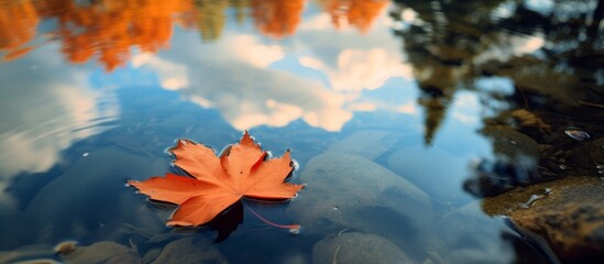 Poster - Tranquil scene of a leaf floating on calm pond water with beautiful sky reflection