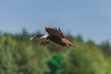 Fototapeta  - red tailed hawk