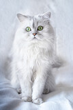 Fototapeta Do pokoju - Studio shot of a white persian chinchilla cat on a white textured background close up