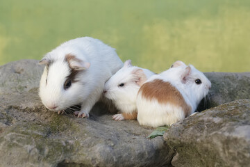 Wall Mural - An adult female guinea pig with her two babies is eating wild grass. This rodent mammal has the scientific name Cavia porcellus.