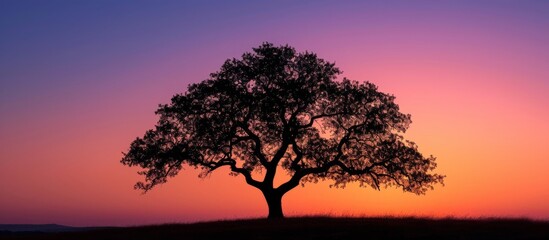  Serene lone tree silhouette against mesmerizing sunset sky, breathtaking nature scenery