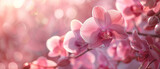 Fototapeta Lawenda - image of a delicate pink orchid in full bloom. Soft nature light
