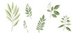 Watercolor leaves set. Set with floral elements and leaves.