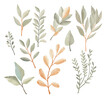 © NATALIA - Watercolor leaves set. Set with floral elements and leaves.