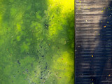 Fototapeta Na ścianę - Aerial view landscape. Empty wooden footbridge, path. Green water, algae, pond. Empty everywhere.