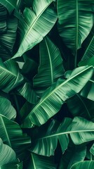 Wall Mural - tropical banana leaf texture, large palm foliage nature dark green background