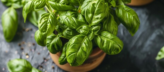 Poster - Lush Green Basil Leaves Intertwined in a Glass Terrarium, Fresh and Vibrant Botanical Decoration