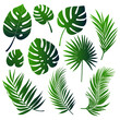 Set of green silhouettes of palm leaves isolated