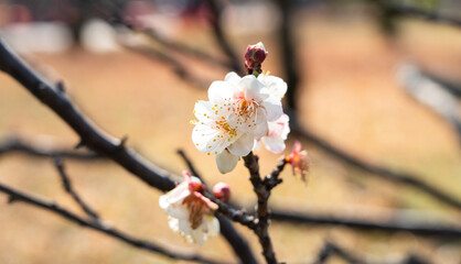 Canvas Print - Fresh beautiful white plum flower blossom.