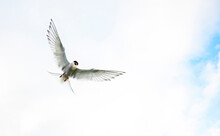 Arctic Tern In Flight Against Clear Sky In Iceland