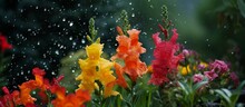 Colorful Flowers In Full Bloom Enjoying The Refreshing Rain Shower Outside
