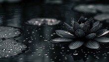 Black Wallpaper. Beautiful Black Lotus With Water Drops On A Dark Background.