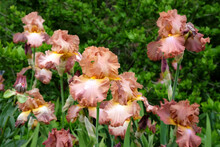 Russet Brown And Yellow Bearded Iris 'High Roller' In Flower.