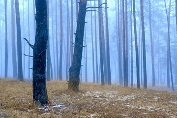 Wall Mural - mist in spring forest