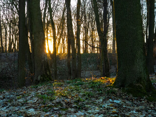 Wall Mural - Beautiful forest in early spring. Leafless trees at sunset. Atmospheric March forest.