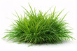 Lush green grass tuft isolated on white background