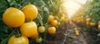 Organic agriculture concept  yellow tomatoes growing on bush in greenhouse with copy space for text