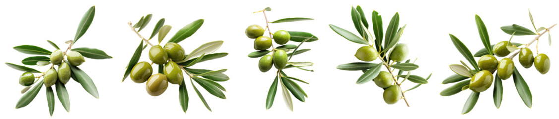 ripe green olives on a branch with leaves. olives on a twig. collection isolated on transparent back