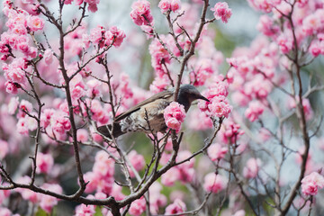 東京に咲く梅と鳥