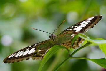 Canvas Print - Junonia almana, commonly known as the Peacock Pansy, is a species of butterfly belonging to the family Nymphalidae. |眼蛺蝶