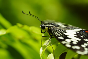 Wall Mural - The Lime Butterfly, scientifically known as Papilio demoleus malayanus, is a subspecies of the Common Lime Butterfly (Papilio demoleus), which belongs to the family Papilionidae.|花鳳蝶