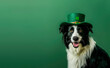 Happy Border Collie wearing a green Leprechaun's hat, isolated on a green bakcgorund