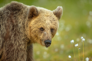 Wall Mural - portrait of a european brown bear (ursos arctos arctos), finland