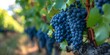 Sampling of crimson Bordeaux vintage Merlot or Cabernet Sauvignon crimson grape varieties on premium vineyards in Pomerol Saint-Emilion wine production region France Bordeaux.