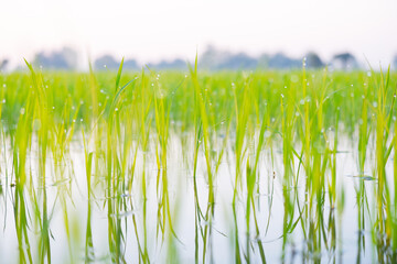 Wall Mural - Rice plants in the rice fields.