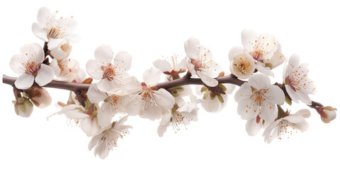 Poster - Cherry blossom branch on a white background. Created with Generative AI technology