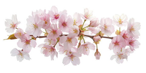 Poster - Cherry blossom branch on a white background. Created with Generative AI technology