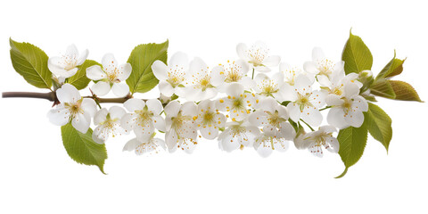 Poster - Cherry blossom branch on a white background. Created with Generative AI technology