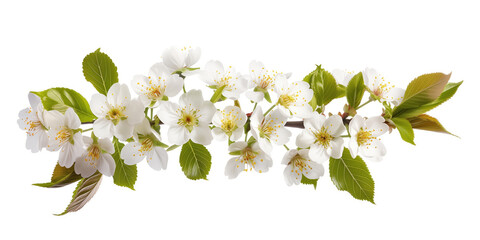 Poster - Cherry blossom branch on a white background. Created with Generative AI technology