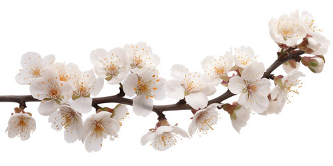 Poster - Cherry blossom branch on a white background. Created with Generative AI technology