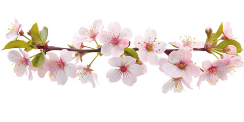 Poster - Cherry blossom branch on a white background. Created with Generative AI technology