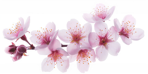 Poster - Cherry blossom branch on a white background. Created with Generative AI technology
