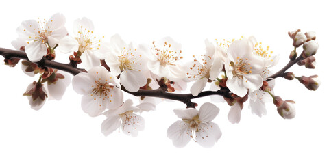 Poster - Cherry blossom branch on a white background. Created with Generative AI technology