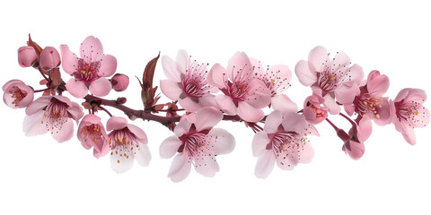 Poster - Cherry blossom branch on a white background. Created with Generative AI technology