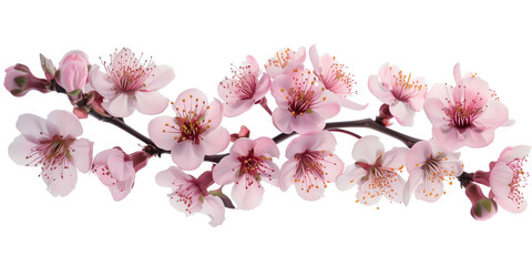 Poster - Cherry blossom branch on a white background. Created with Generative AI technology