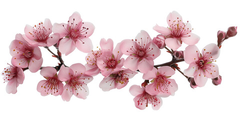 Poster - Cherry blossom branch on a white background. Created with Generative AI technology