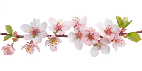Poster - Cherry blossom branch on a white background. Created with Generative AI technology