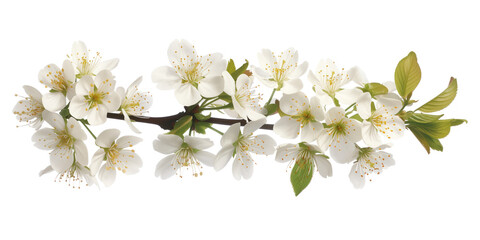 Poster - Cherry blossom branch on a white background. Created with Generative AI technology