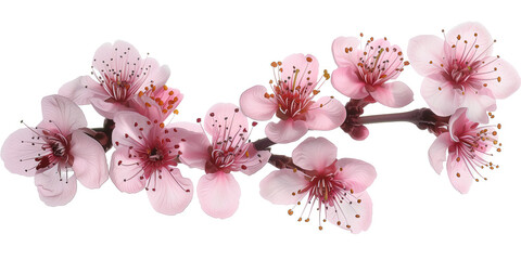 Poster - Cherry blossom branch on a white background. Created with Generative AI technology