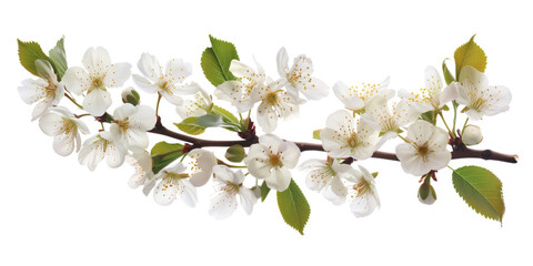 Poster - Cherry blossom branch on a white background. Created with Generative AI technology